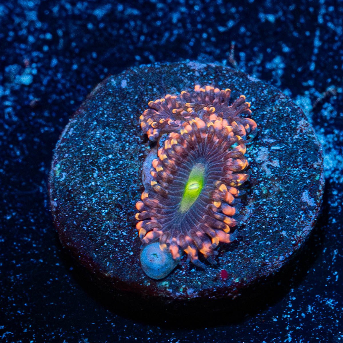 Bombshells Zoanthid - riptide aquaculture llc