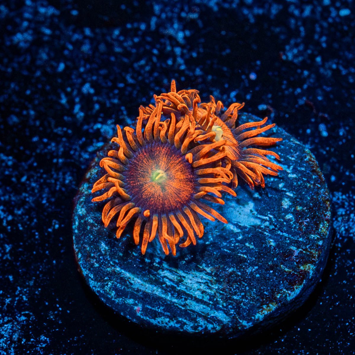 Orange Bam Bam Zoanthid - riptide aquaculture llc