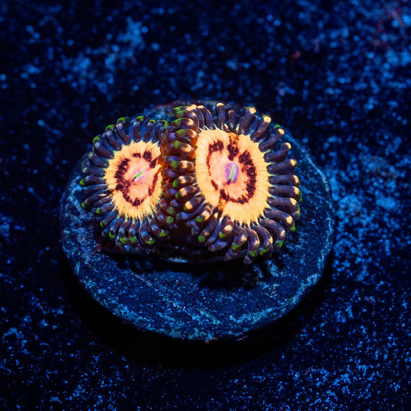 Valkyries Zoanthid