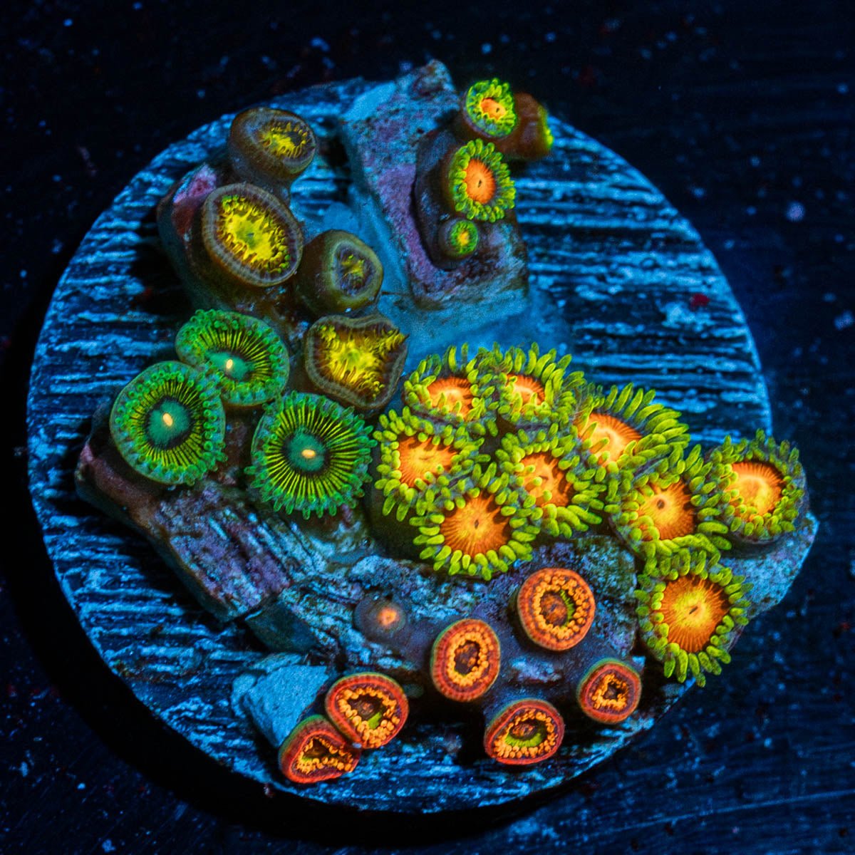 Zoanthid Combo - riptide aquaculture llc
