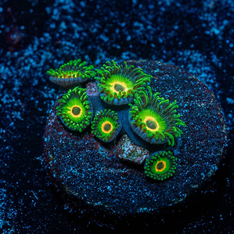Ultimate Rasta Zoanthid