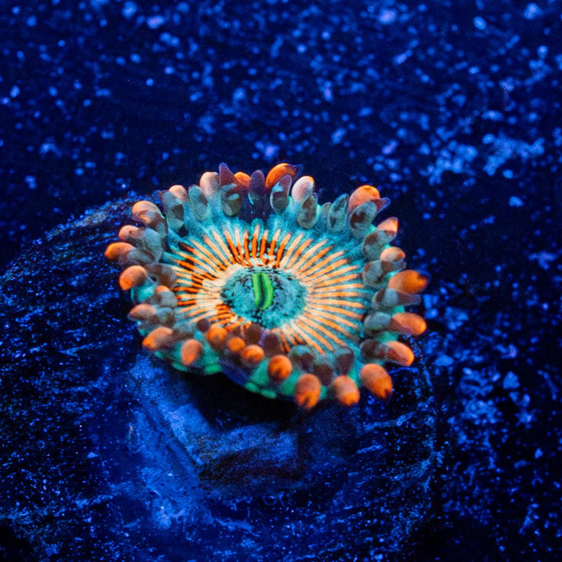 Seduction Zoanthid