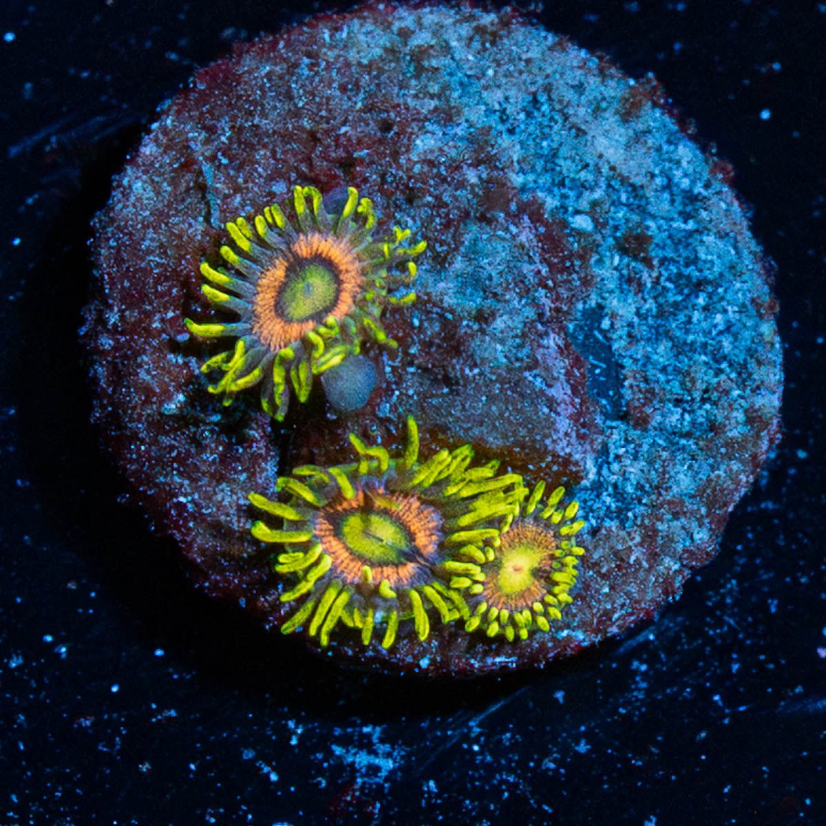 Kamikaze Zoanthid - riptide aquaculture llc