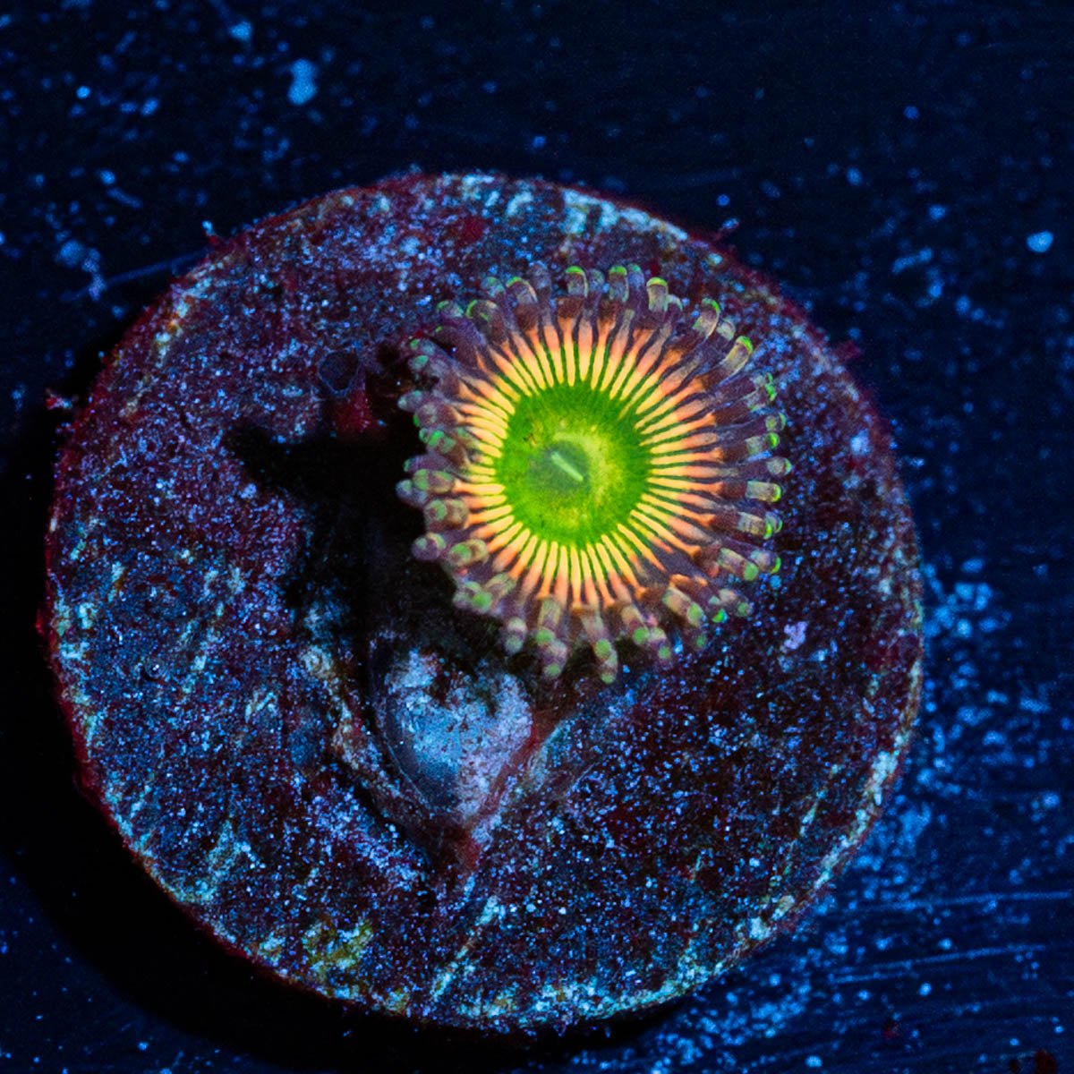 Peach Tea Zoanthid - riptide aquaculture llc