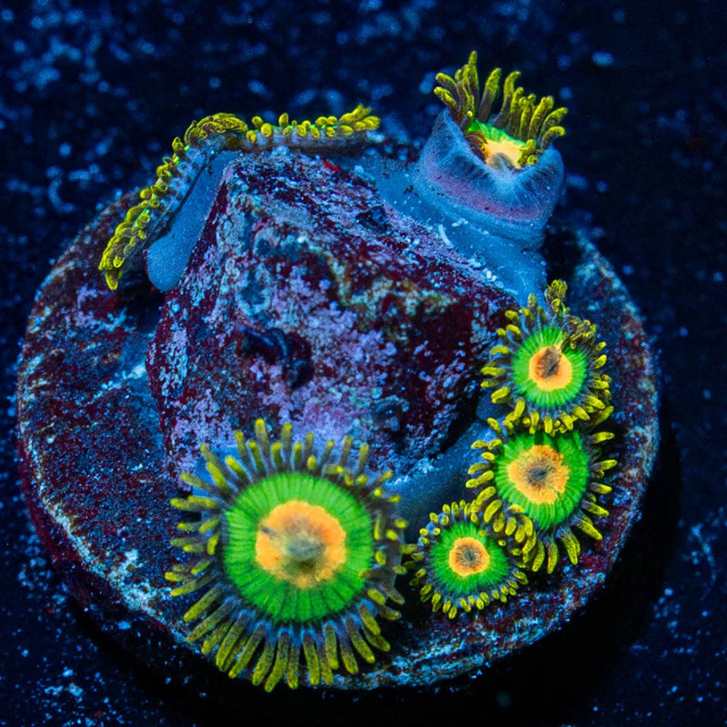 Rasta Zoanthid