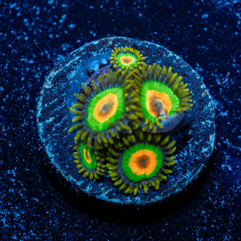 Rasta Zoanthid