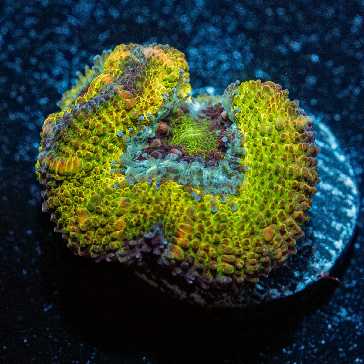 Thors Hammer Acan - riptide aquaculture llc