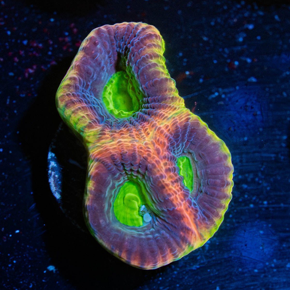 Dragon soul Favia - riptide aquaculture llc