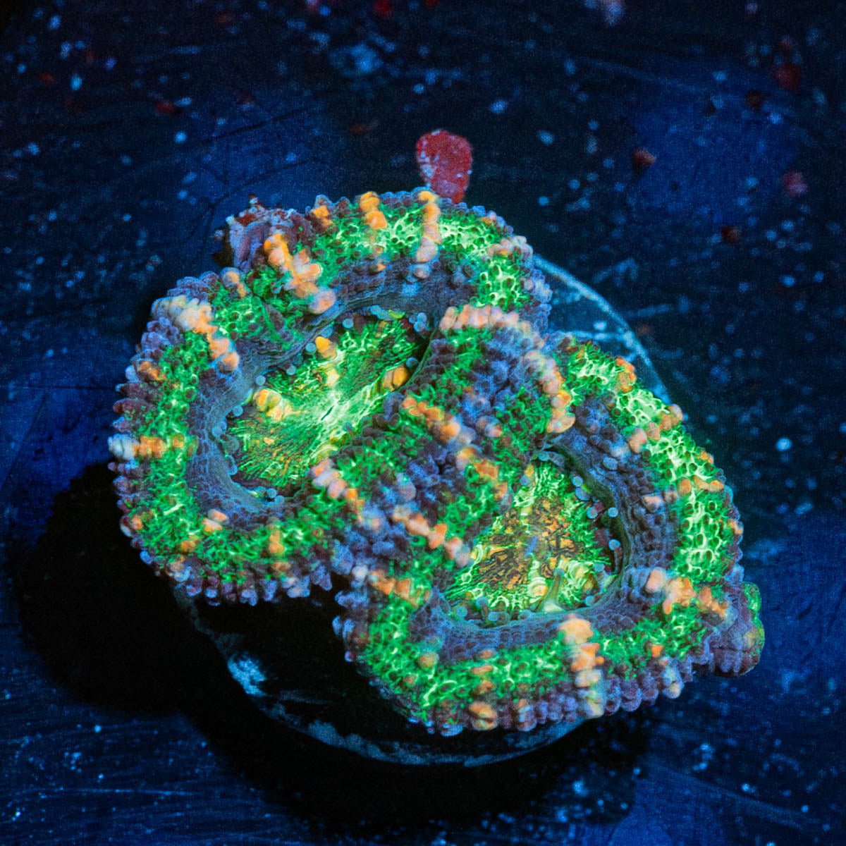 Acan/ Micromussa - riptide aquaculture llc