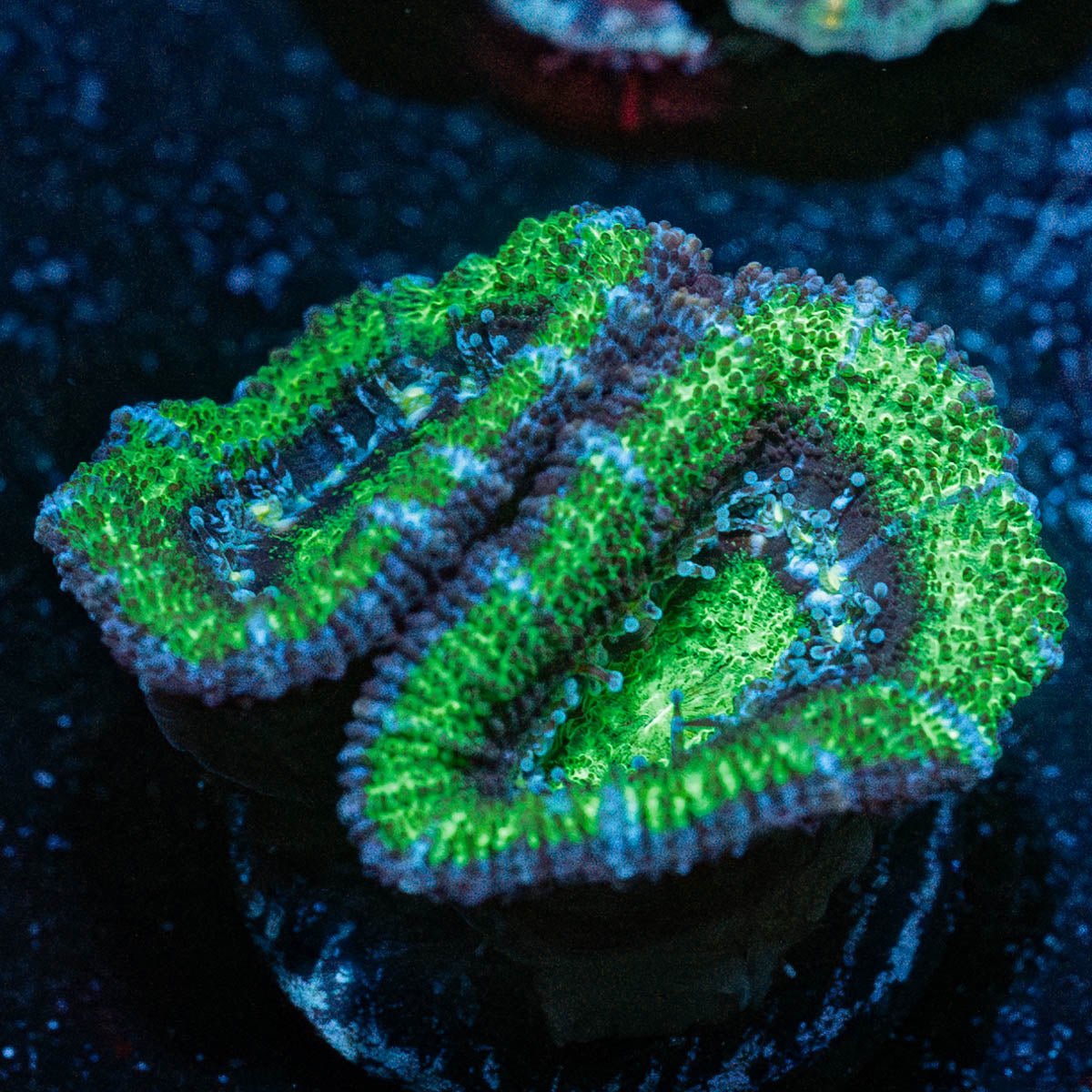 Acan/ Micromussa - riptide aquaculture llc