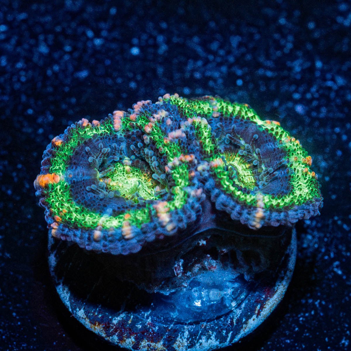 Acan/ Micromussa - riptide aquaculture llc