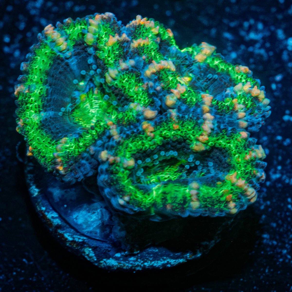 Acan/ Micromussa - riptide aquaculture llc