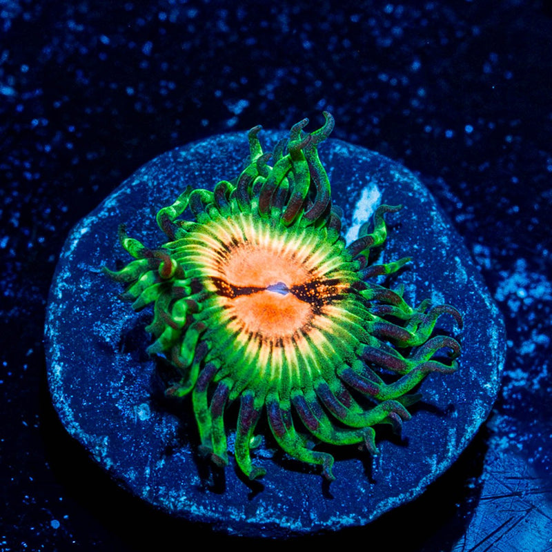Blood Shots Zoanthid