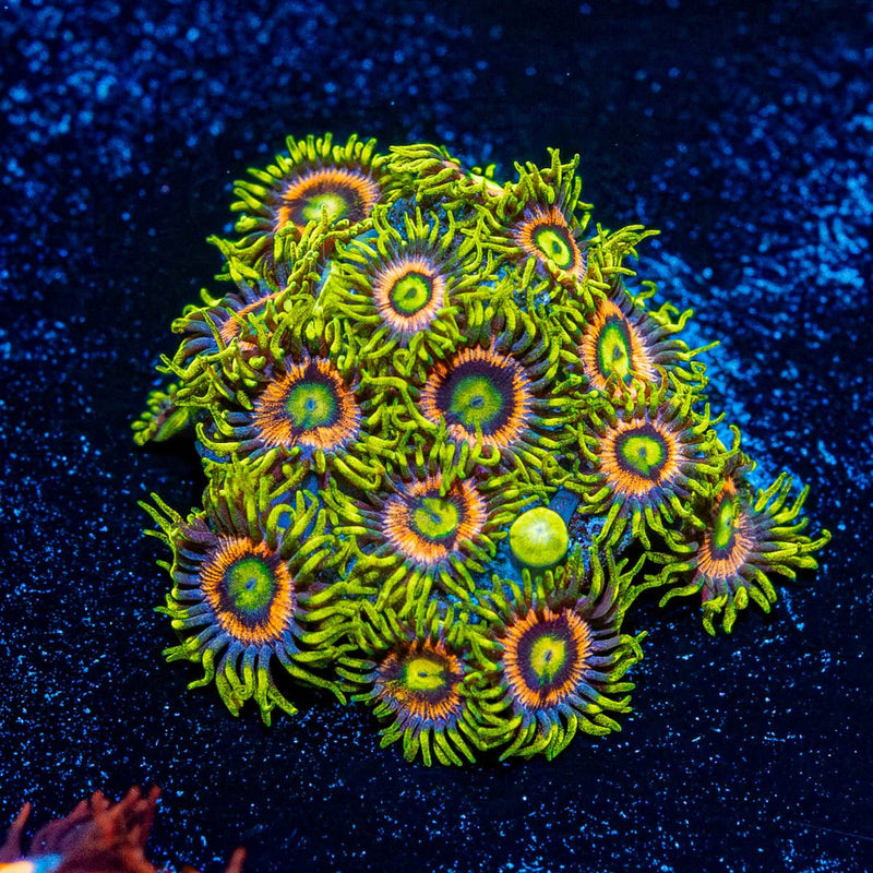 Kamikaze Zoanthid