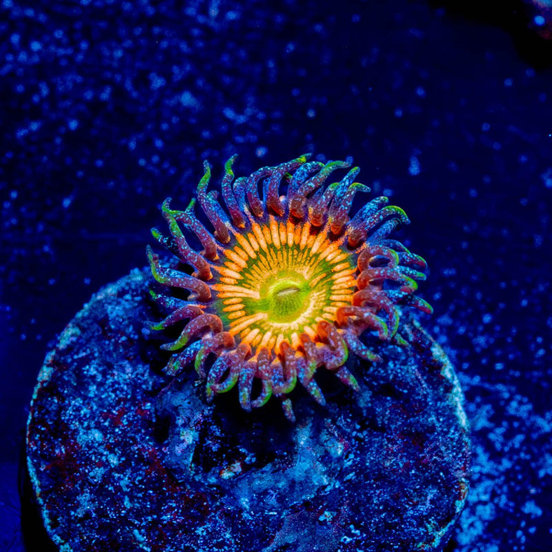 Sunny D Zoanthid