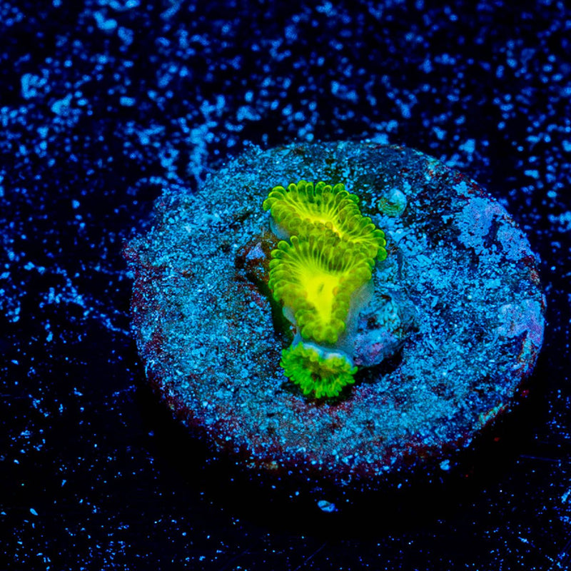Emerald Muals Zoanthid