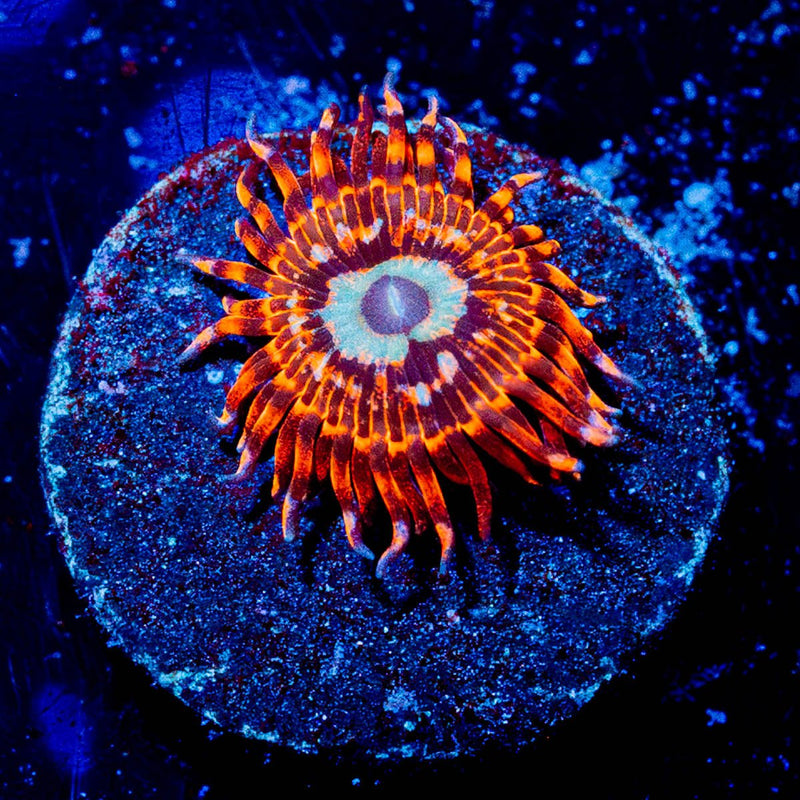 Utter Peace Zoanthid