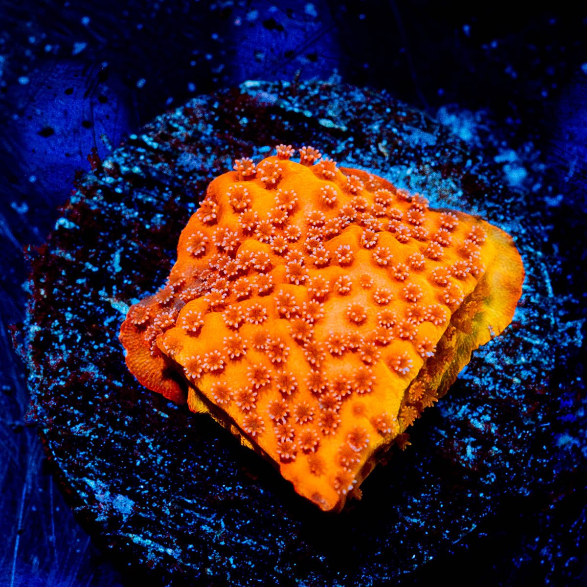 Mega Chrome Montipora - riptide aquaculture llc