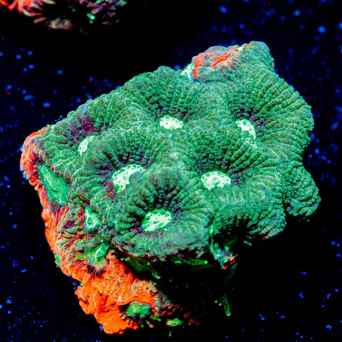Achilles Warcoral - riptide aquaculture llc