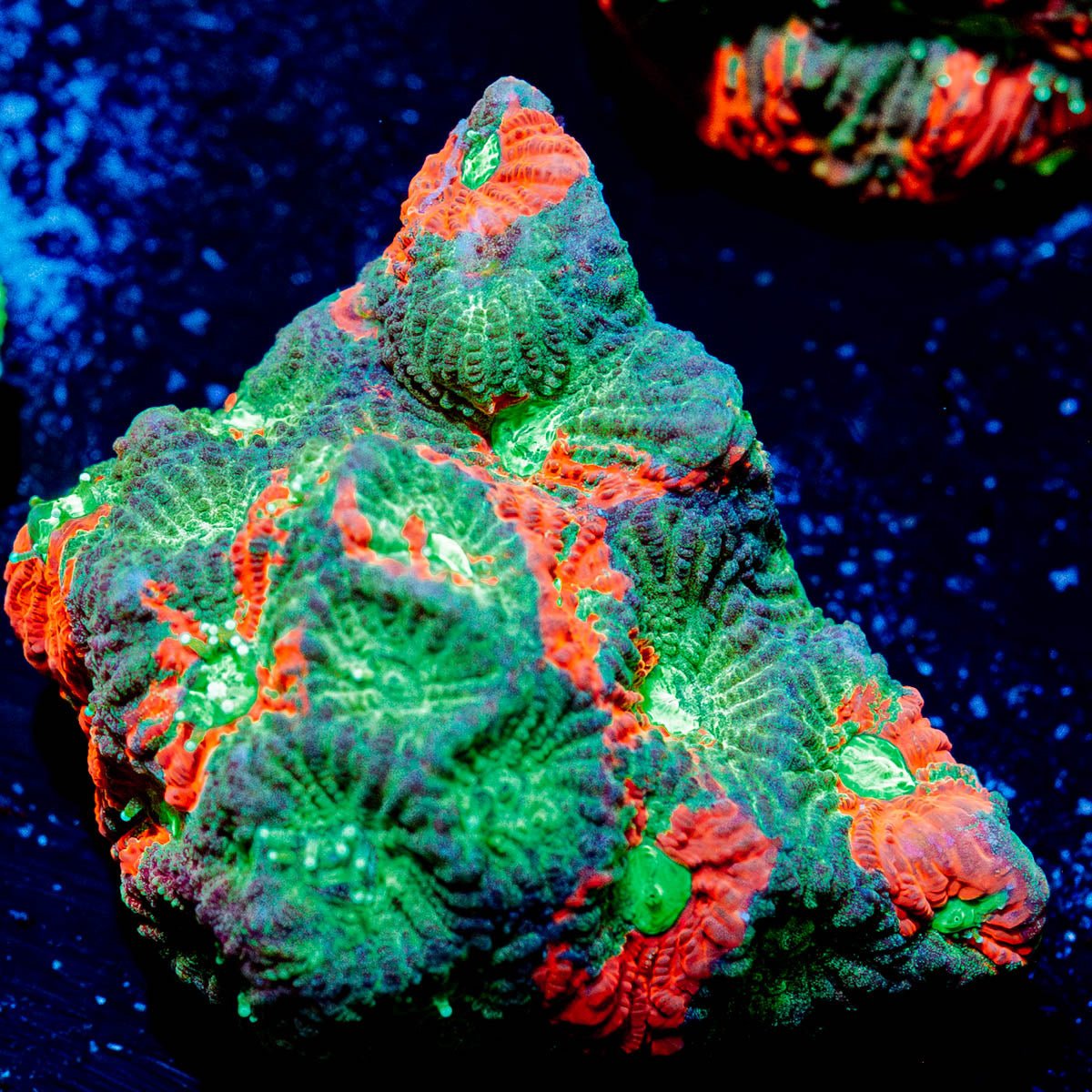 Achilles Warcoral - riptide aquaculture llc