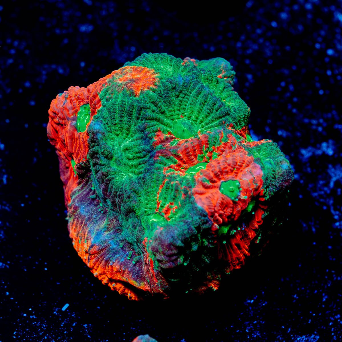 Achilles Warcoral - riptide aquaculture llc