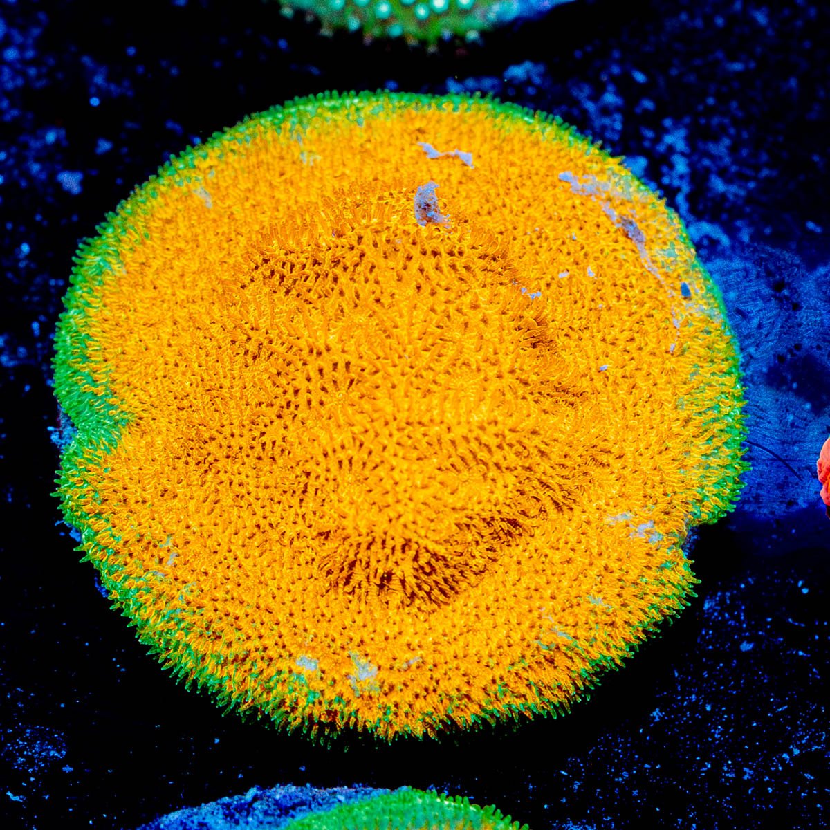 Watermelon Psammocora - riptide aquaculture llc