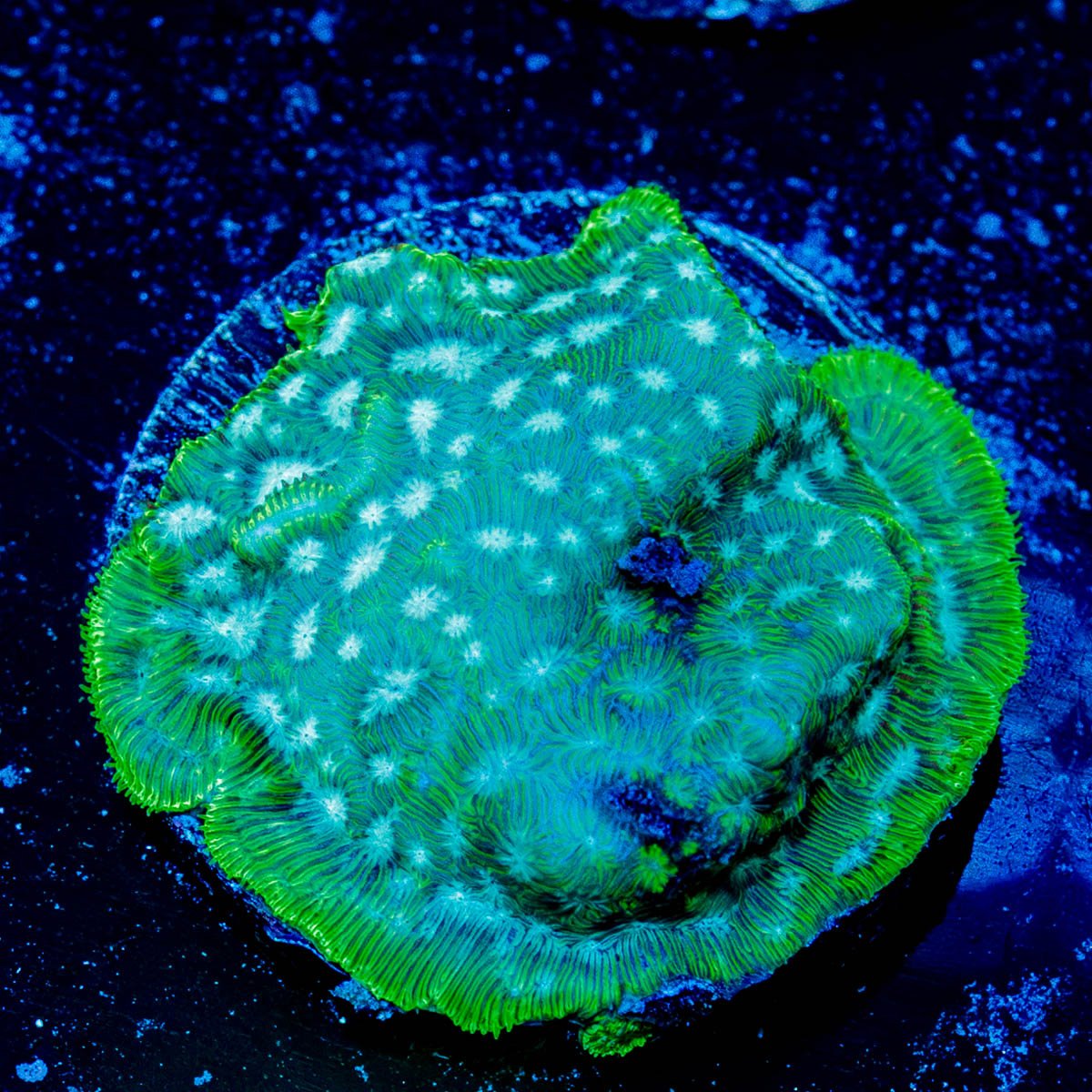 Thin Mint Lepto - riptide aquaculture llc