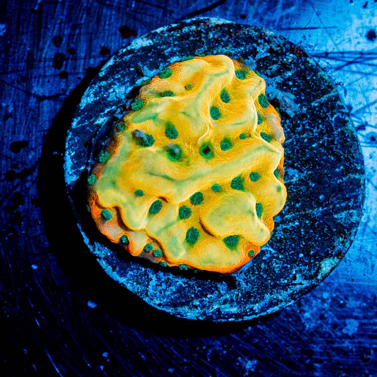 JF Alter Ego Monti - riptide aquaculture llc