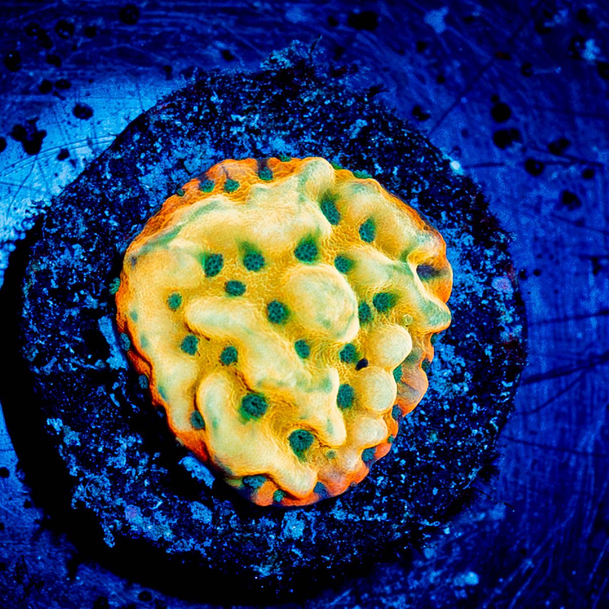 JF Alter Ego Monti - riptide aquaculture llc