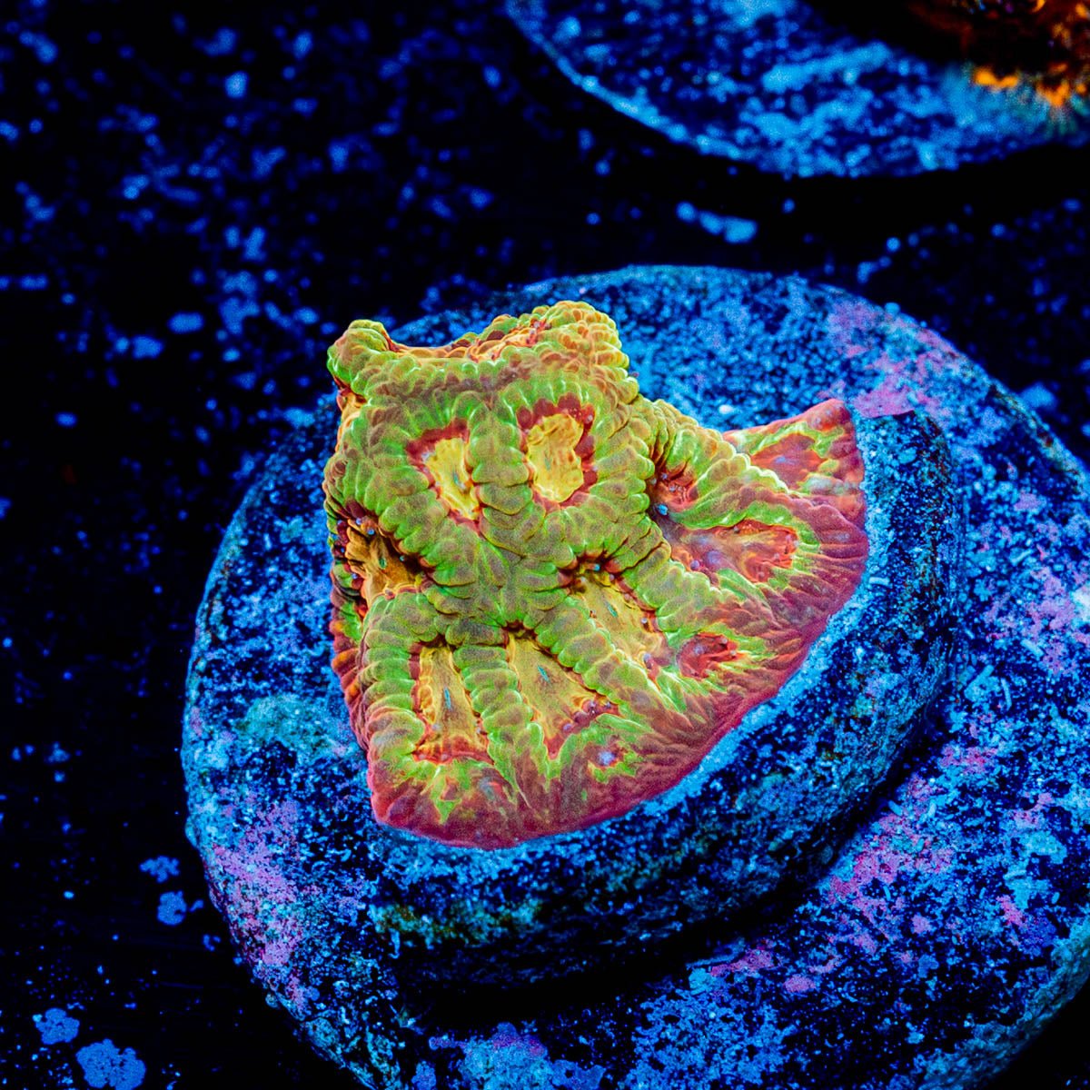 Scorpion King Favia - riptide aquaculture llc