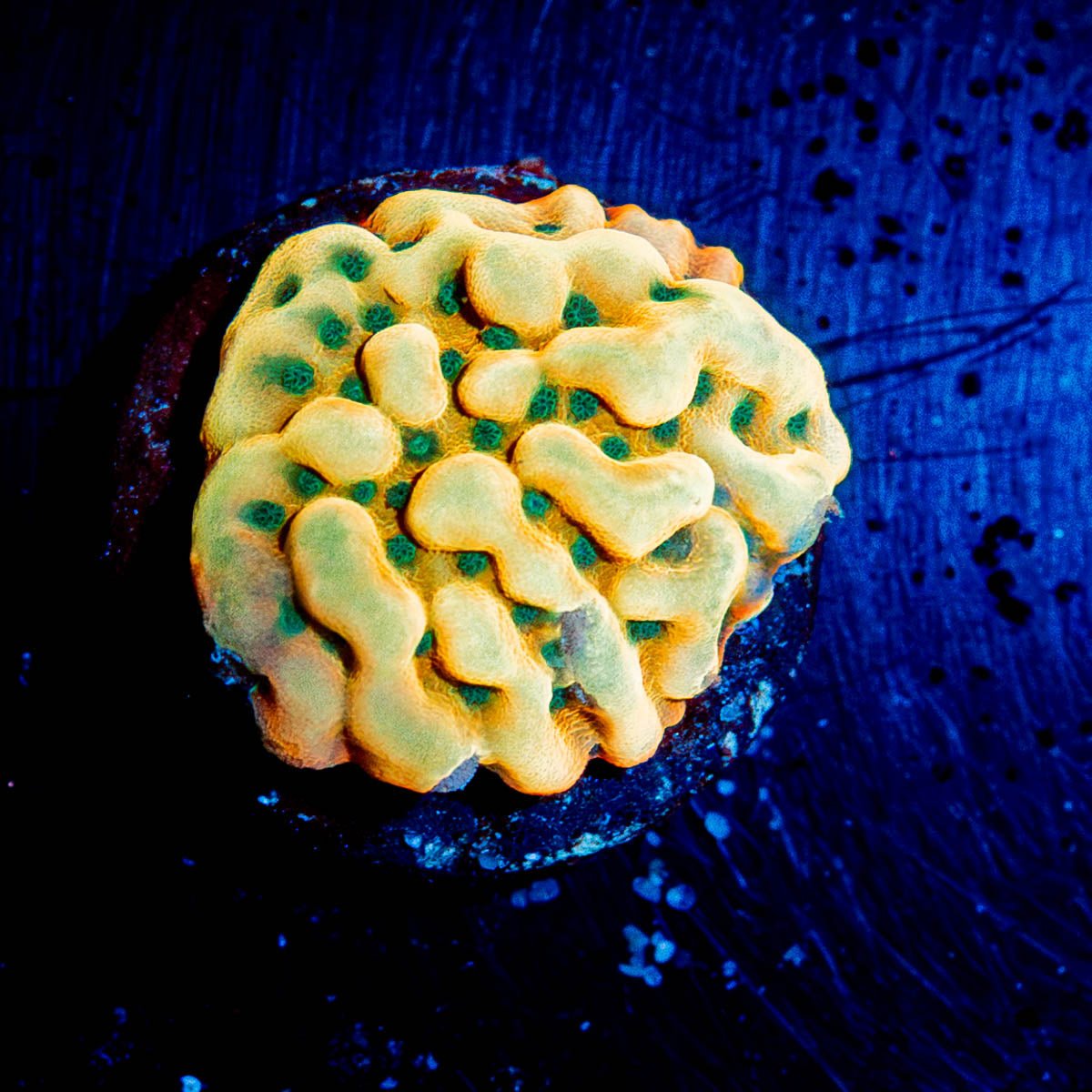 JF Alter Ego Monti - riptide aquaculture llc