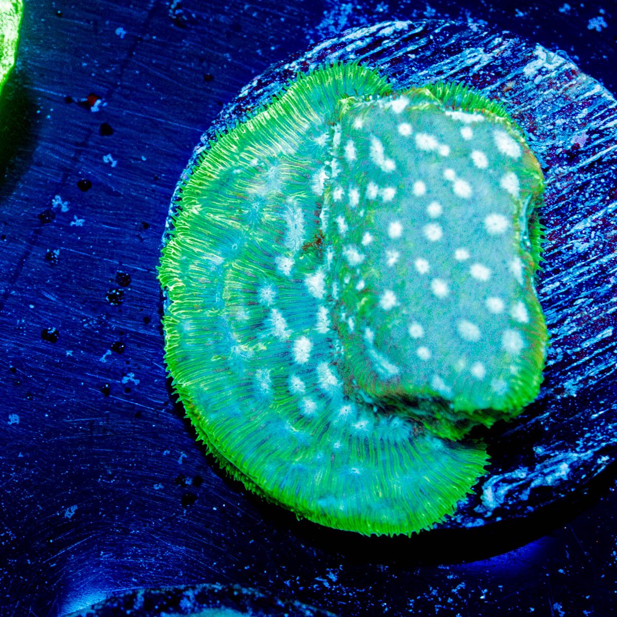 Thin Mint Lepto - riptide aquaculture llc