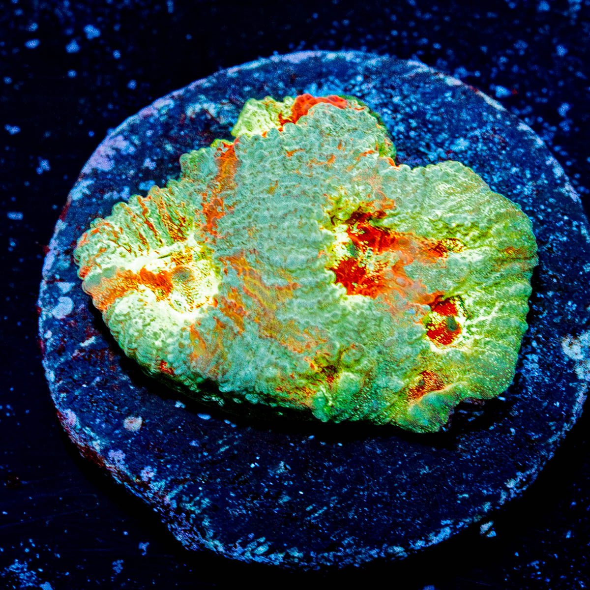 Star SCreen Favia - riptide aquaculture llc