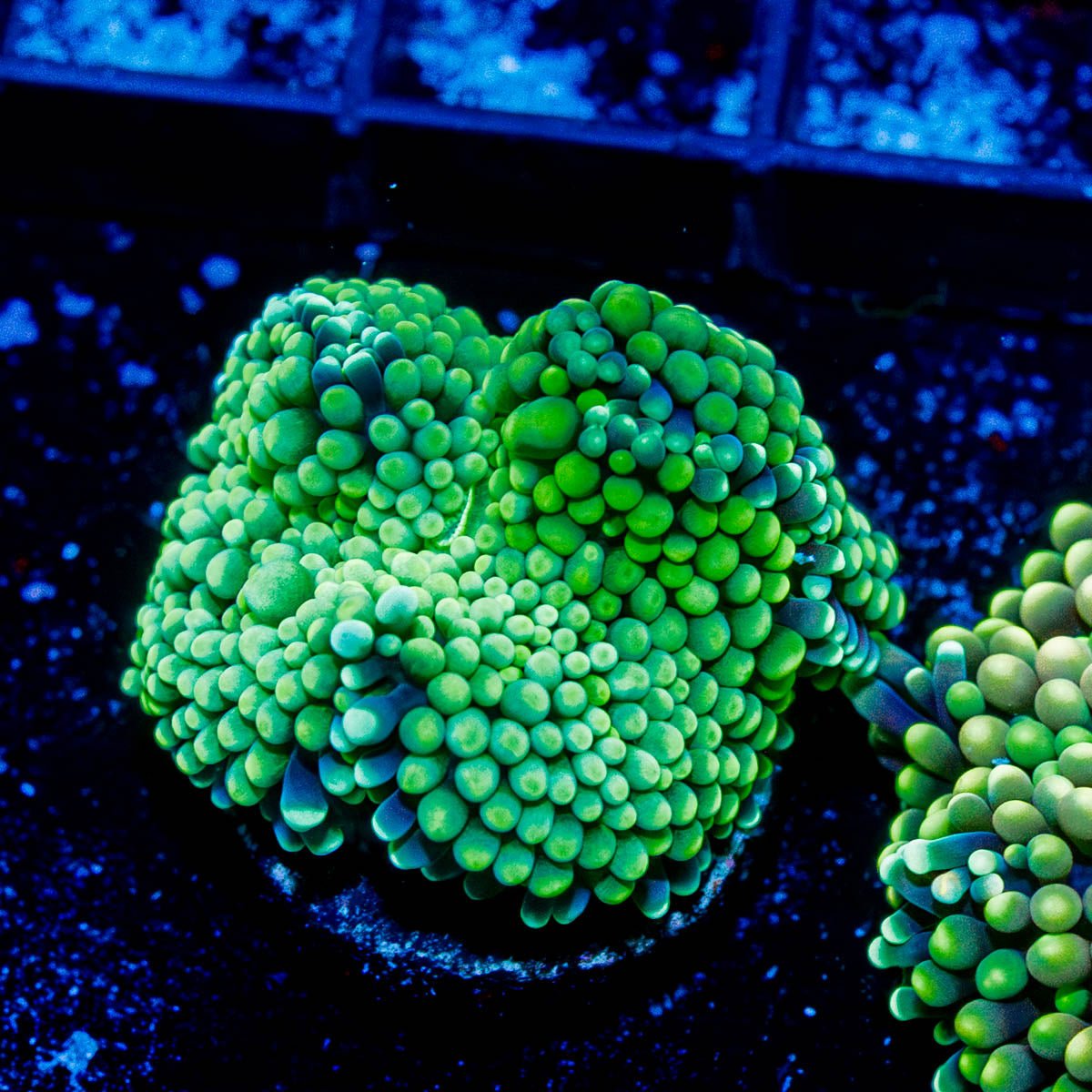 Ricordea Mushroom - riptide aquaculture llc