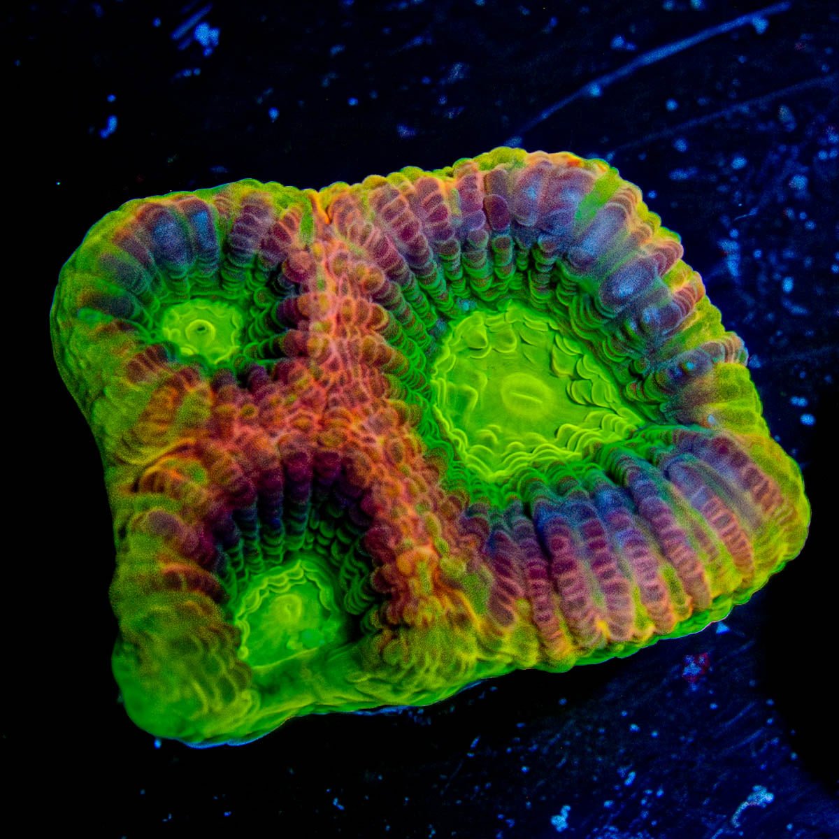 Dragon Soul Favia - riptide aquaculture llc