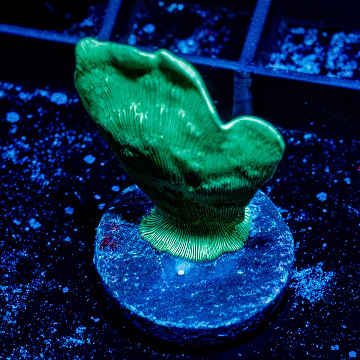 ORA Mint Pavona - riptide aquaculture llc