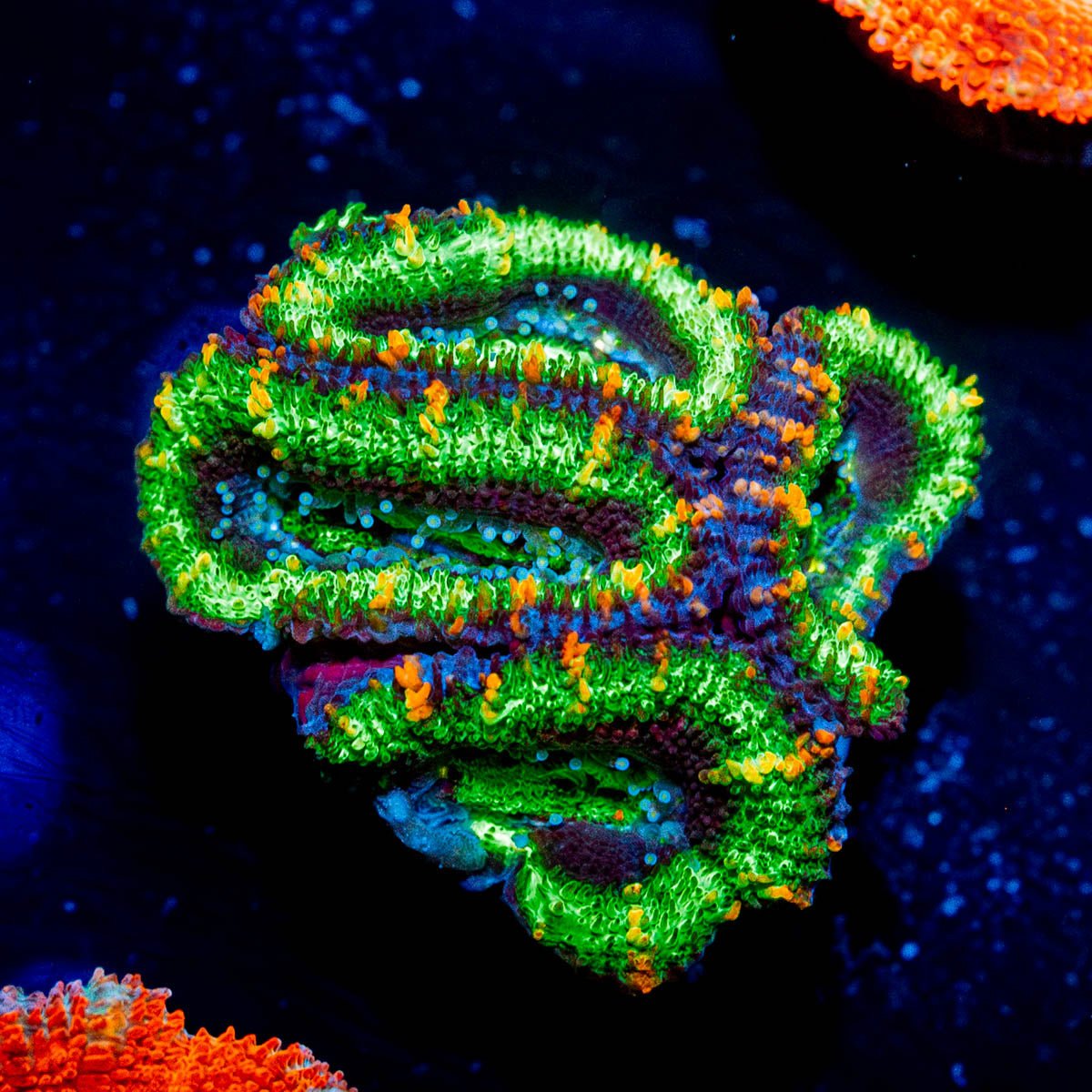 Acan / Micromussa - riptide aquaculture llc