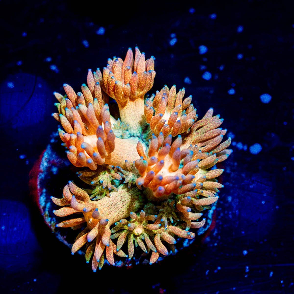 Encore Goniopora - riptide aquaculture llc