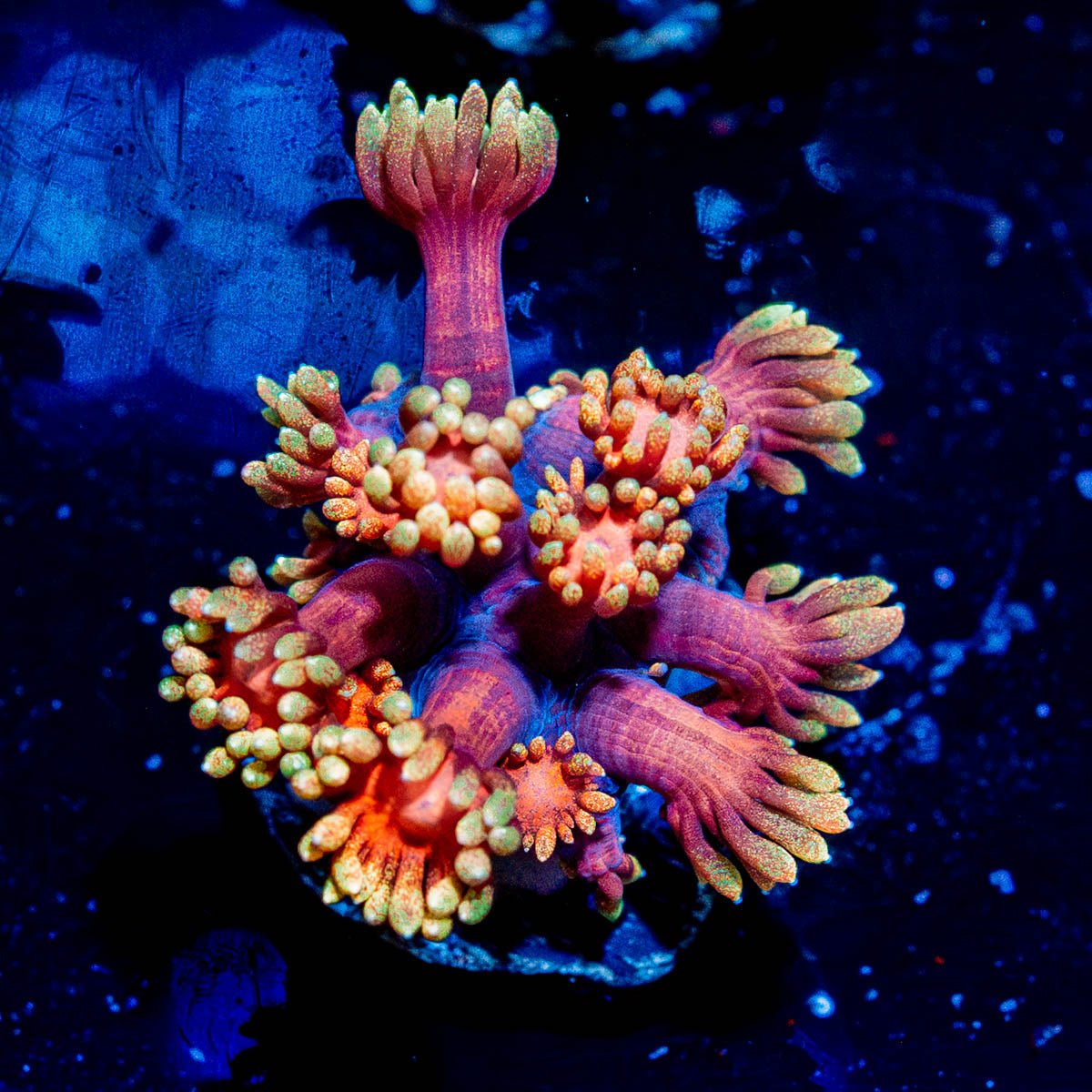 IronMan Goniopora - riptide aquaculture llc