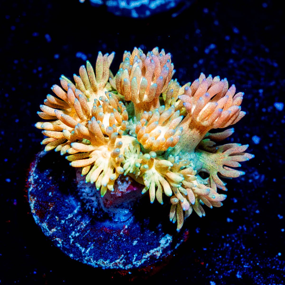Encore Goniopora - riptide aquaculture llc