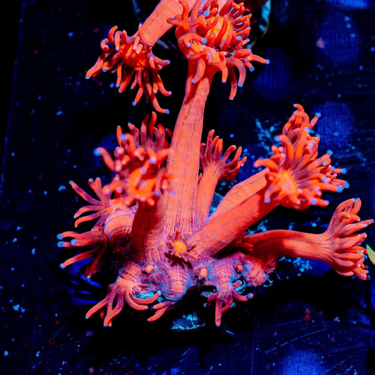 Red Bull Goniopora - riptide aquaculture llc