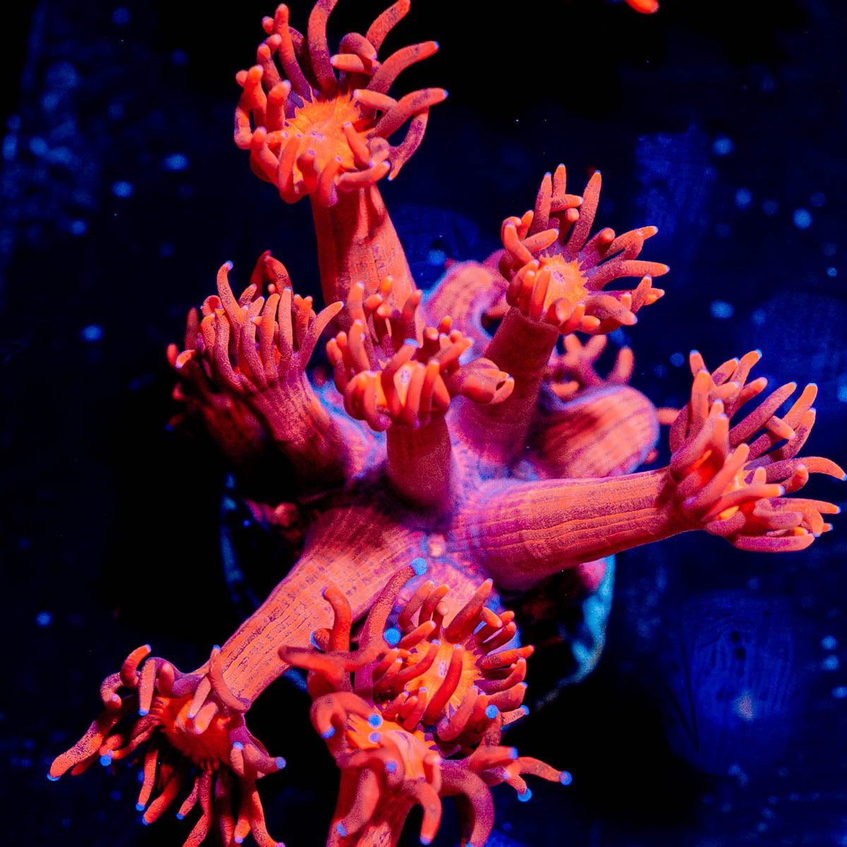 Red Bull Goniopora - riptide aquaculture llc