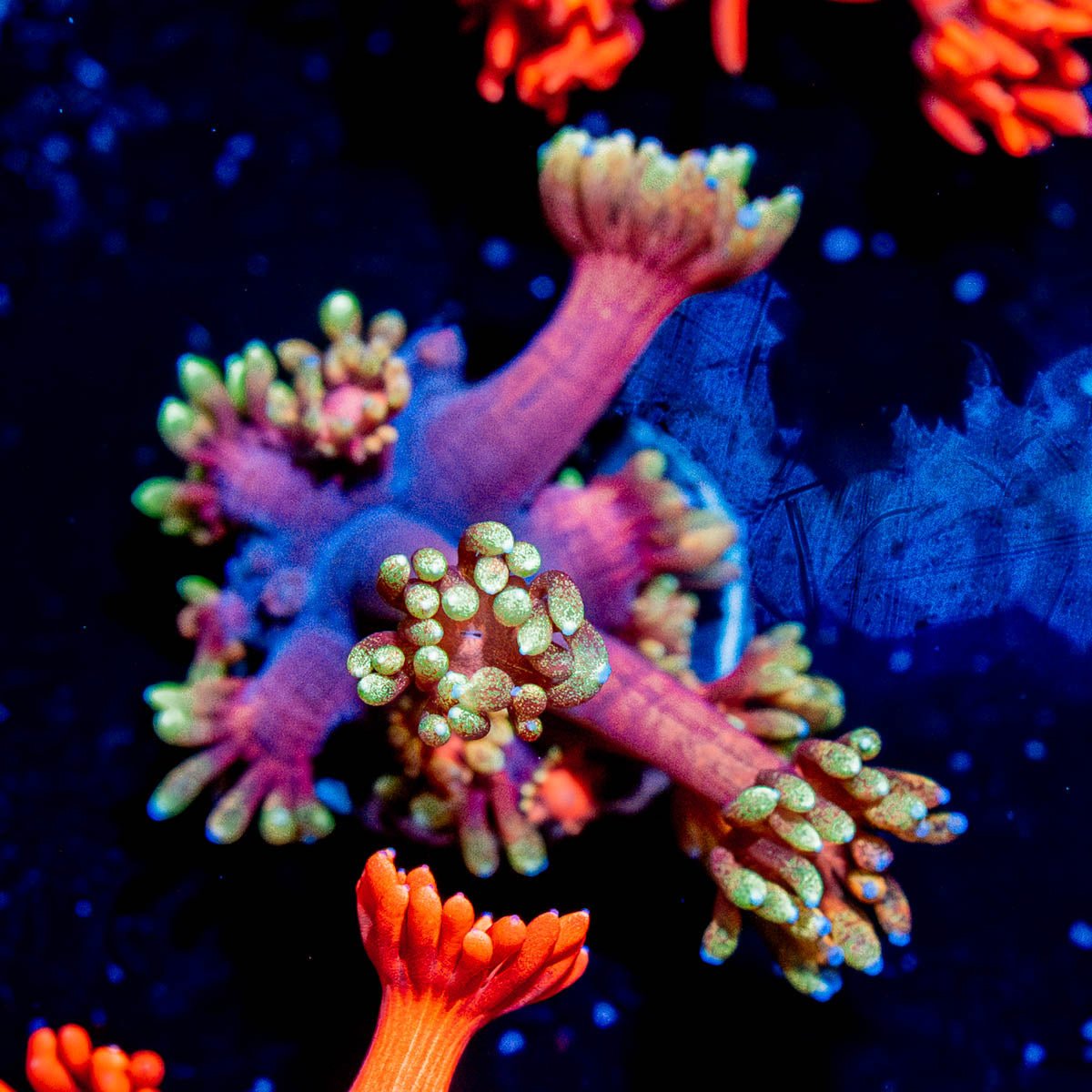 IronMan Goniopora - riptide aquaculture llc