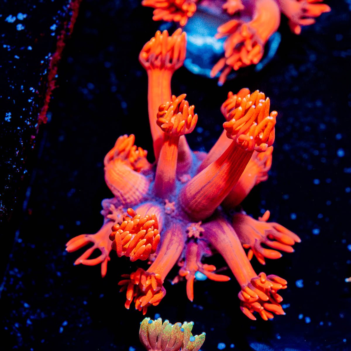Red Bull Goniopora - riptide aquaculture llc