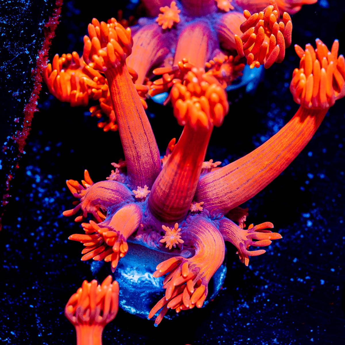 Red Bull Goniopora - riptide aquaculture llc