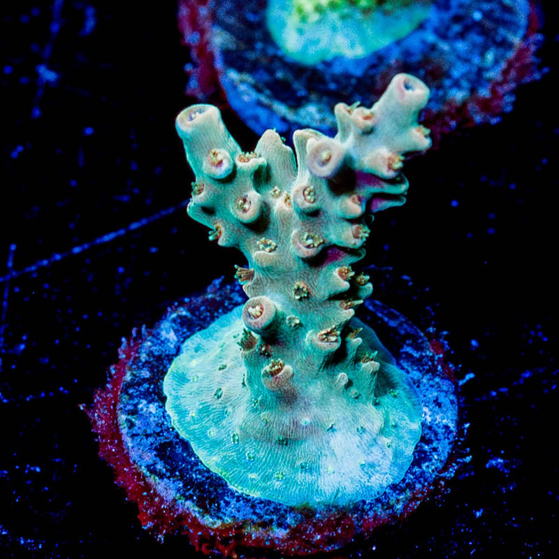 Bali Shortcake Acropora