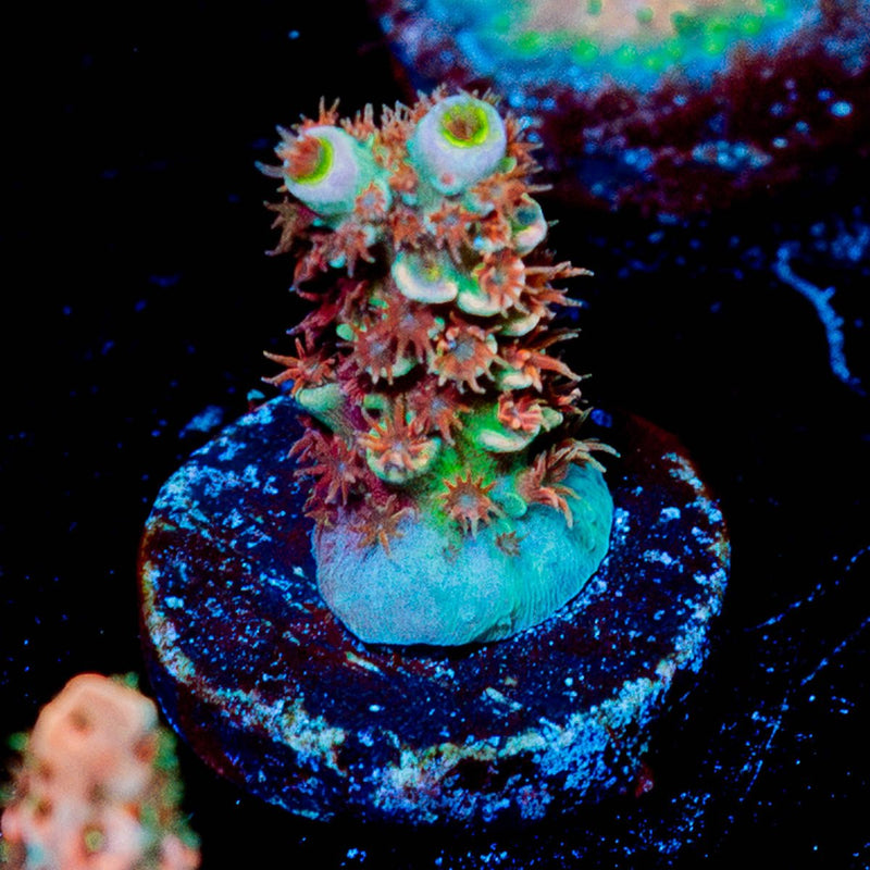 Globe Master Acropora
