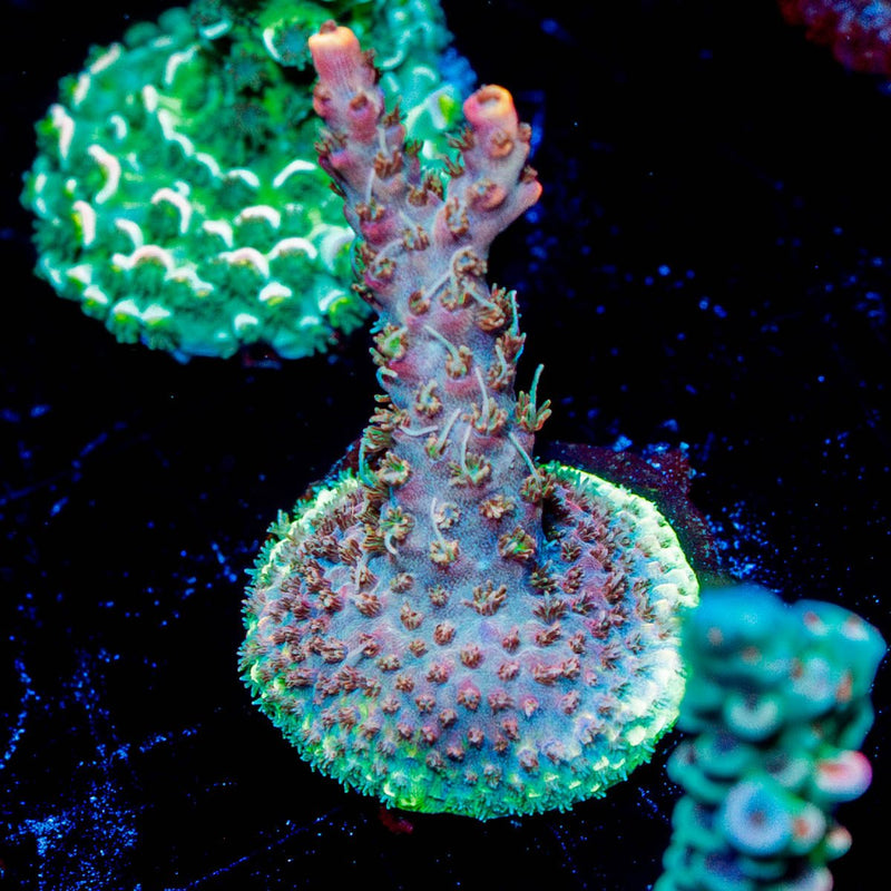 Purple Haze Acropora