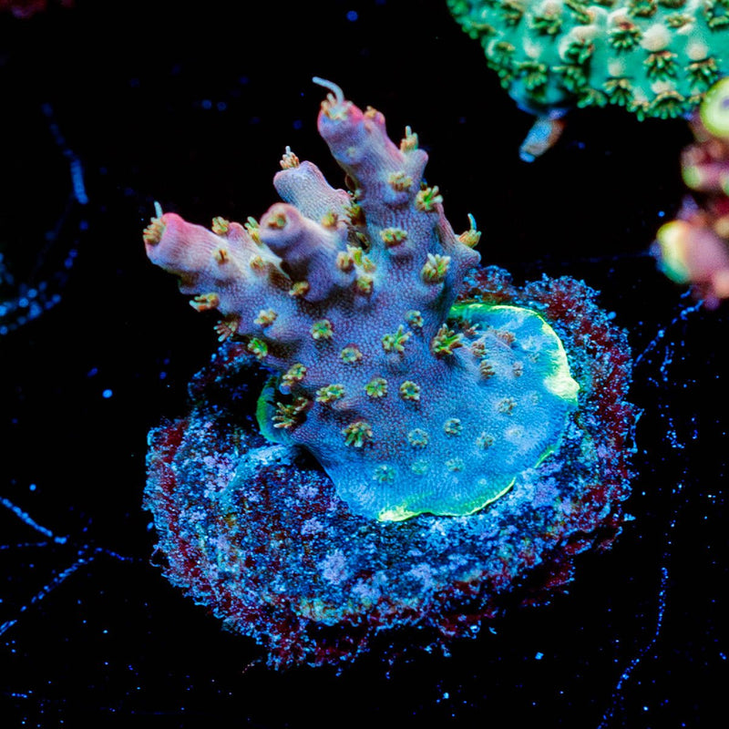 Purple Haze Acropora