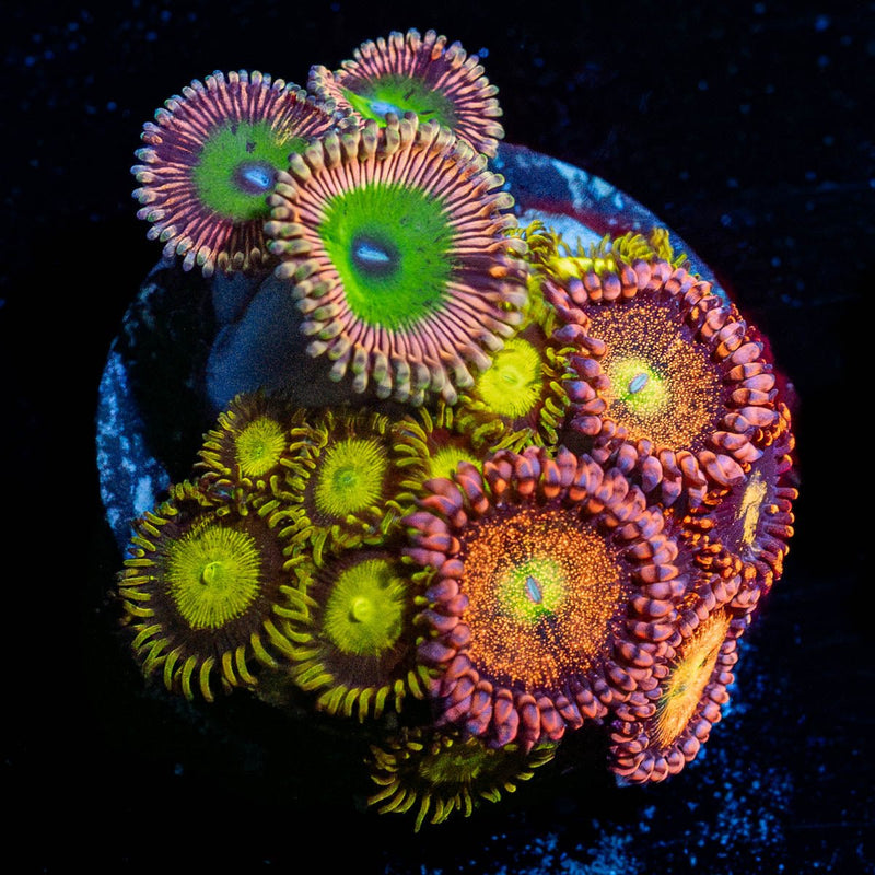 Zoanthid Combo Plug